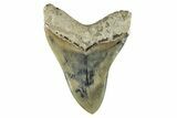 Serrated, Fossil Megalodon Tooth - Indonesia #279229-2